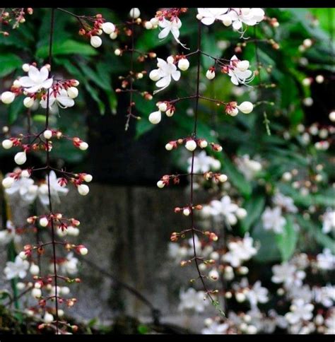 垂枝茉莉風水 离火年